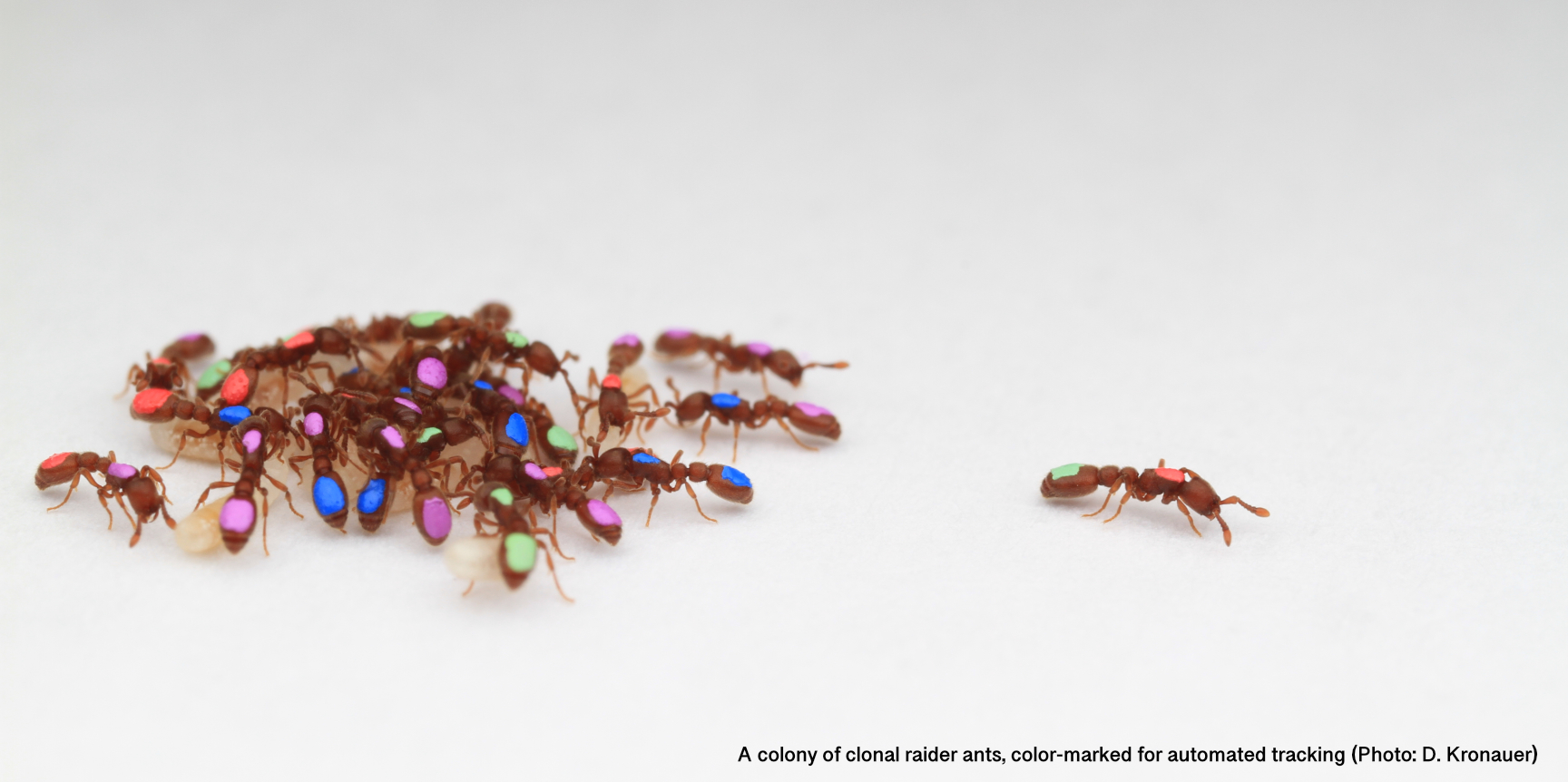A colony of clonal raider ants, color-marked for automated tracking
