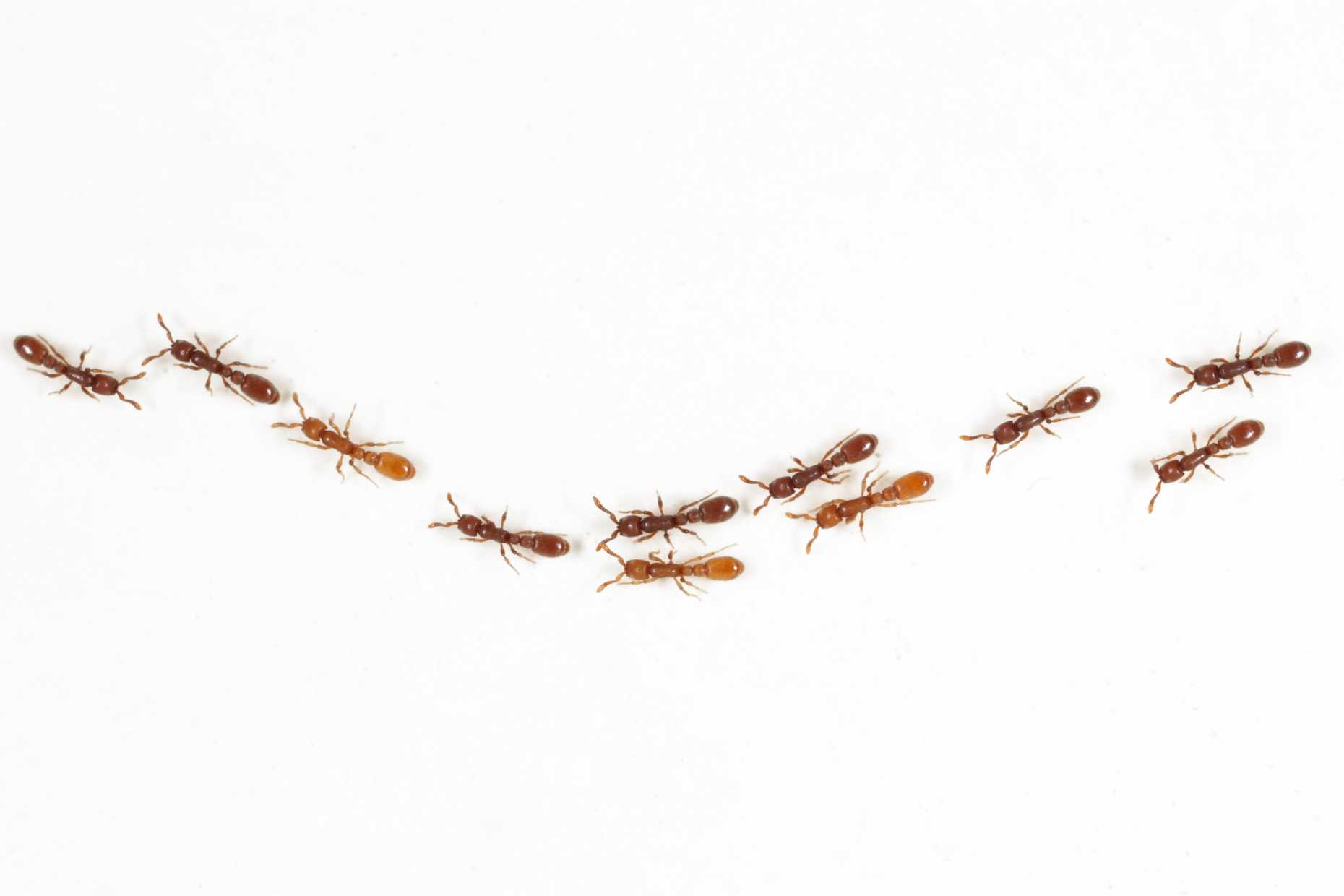 Clonal raider ants