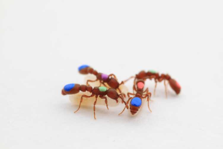 Enlarged view: Clonal raider ants
